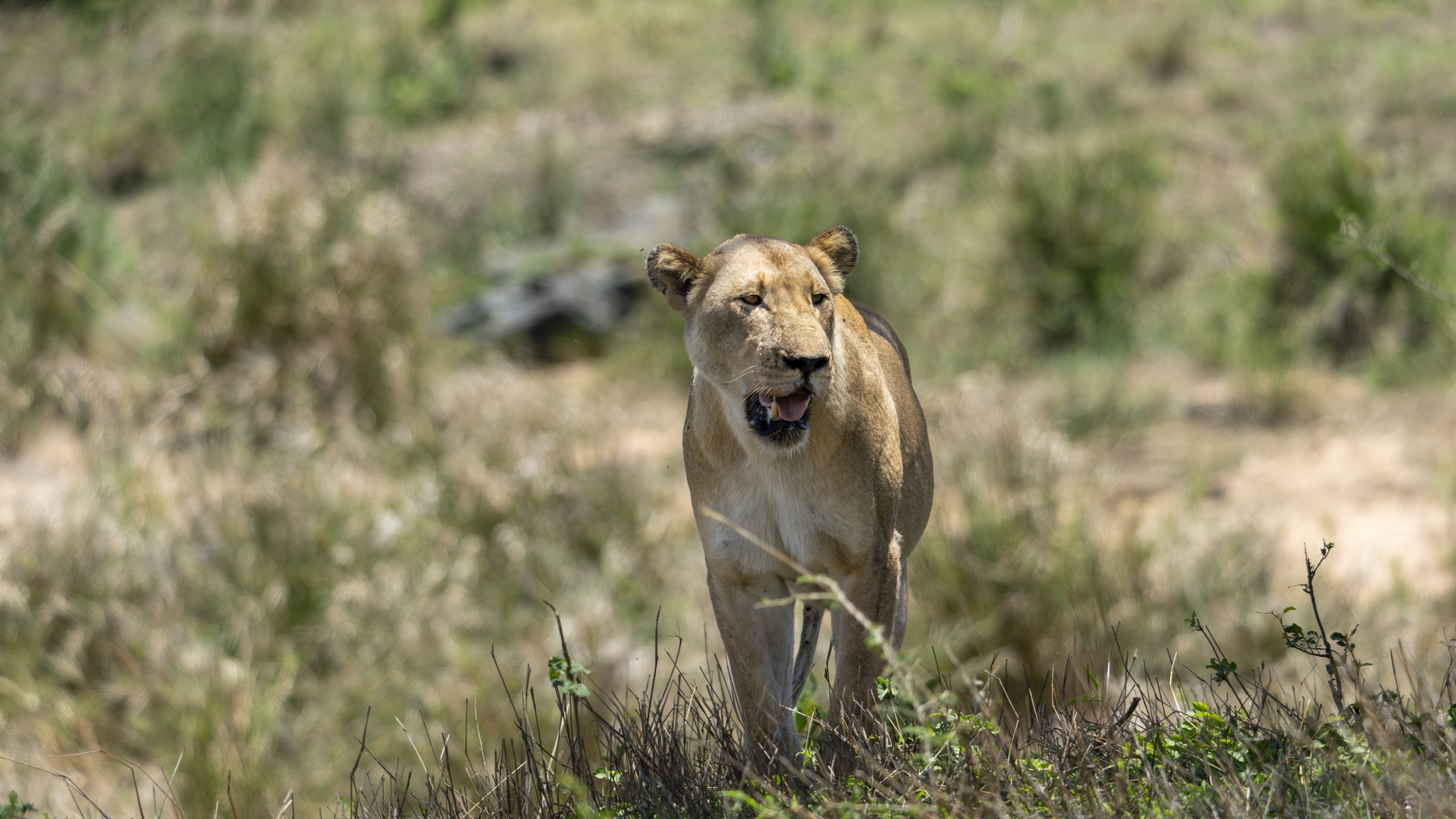 Kruger25 2025 11 01 11 15 13 ILCE 1M2 3114